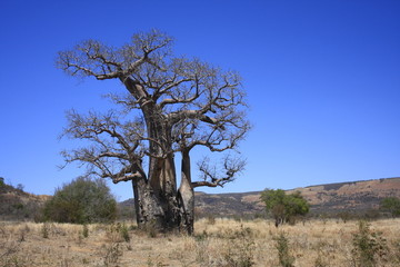 Fototapeta na wymiar Madagaskar baobab