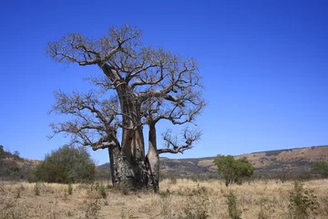 Fotobehang Baobab baobab Madagaskar