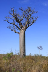 baobab madagascar