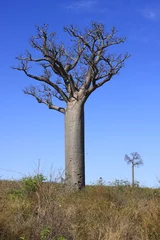 Garden poster Baobab baobab madagascar