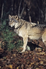 Timber wolf