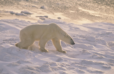 Polar bear