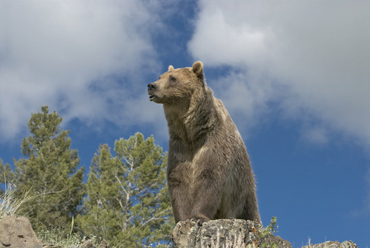 Grizzly bear sitting on ridge