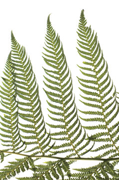 close-up of the leaf of a tree fern against white background