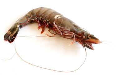 Shrimp