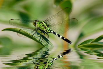 Dragonfly reflections - obrazy, fototapety, plakaty