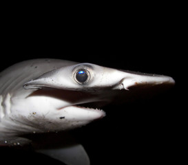 Obraz premium bonnethead (shovelhead) shark in florida