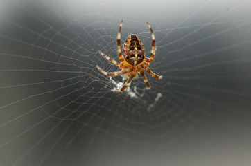 araignée dans toile