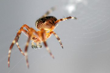 araignée de profil