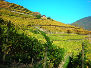 vigneti