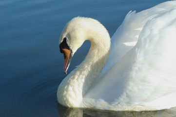 swan
