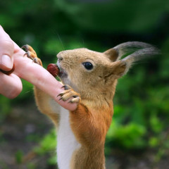 Squirrel