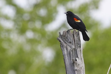 Red-winged blackbird