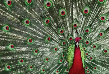 Photo sur Plexiglas Paon Holiday Peacock