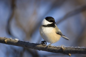 Black-Capped Chickadee