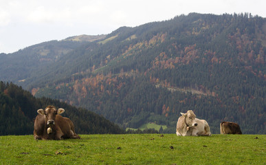 Allgäu 6