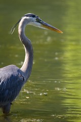 Great blue Heron