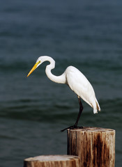 Great egret