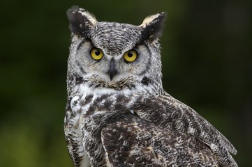 Great horned owl