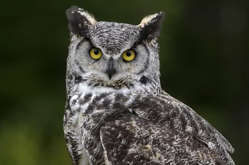 Store enrouleur occultant sans perçage Hibou Great horned owl