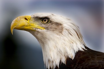Fototapeta premium Bald eagle