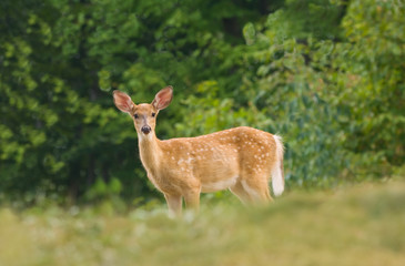 Summer Fawn at Forest Edge