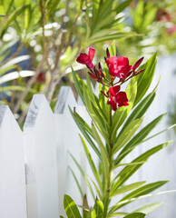Flowers by fence.