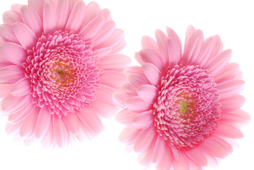 pink gerber flowers on white background