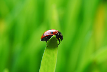ladybug on green grass