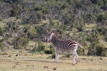 Fototapeta na wymiar Burchell's Zebra (Equus burchellii)