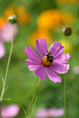 Fototapeta premium Bee.