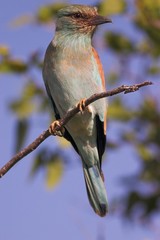 European Roller (Coracias garrulus)