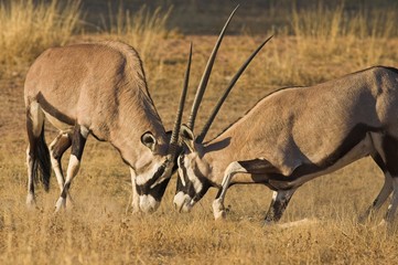 Gemsbok (Oryx gazella) fighting