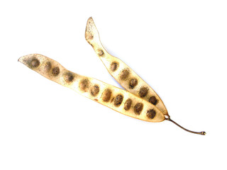 gousses d'acacia lebeck