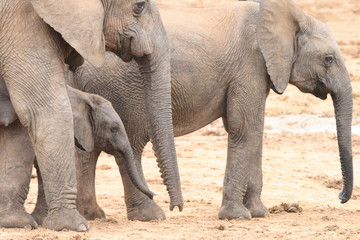 African Elephant Family (Loxodonta africana) with young calf