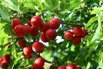 Obraz premium cherry plum