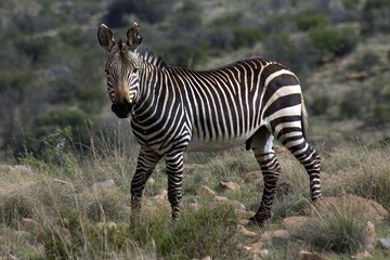 Mountain Zebra (Equus zebra)