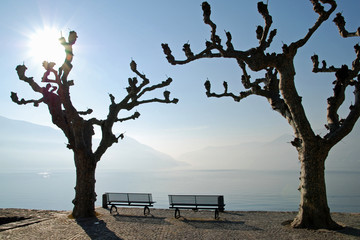 Fototapeta na wymiar Two bench and two trees in the front of the lake