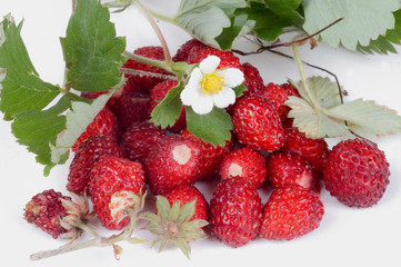 Walderdbeeren