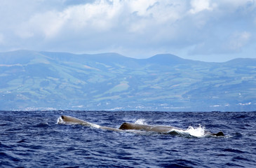 sperm whale at sea