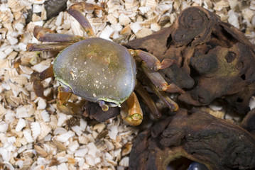 Halloween Moon Crab