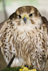 Peregrine Falcon