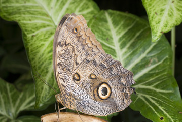 Speckled Wood Butterfly.