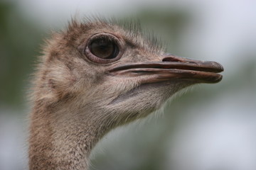 ostrich