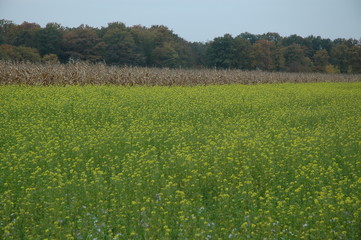 Paysage de Sologne