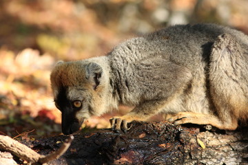 happalémur fauve se désaltérant
