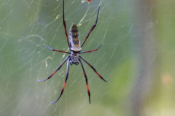 araignée madagascar