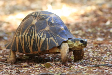 tortue radiée madagascar