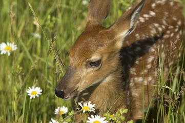 Detail shot of a white tail deer fawn