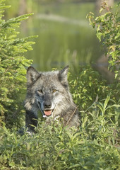 Fototapeta premium Gray wolf